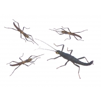 Peruvian Black Beauty Stick Insect Peruphasma schultei 10 nymphs